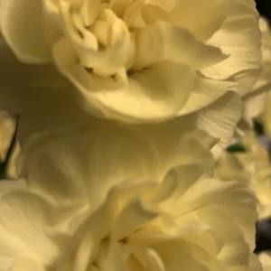 Meet your Posher, Yolanda